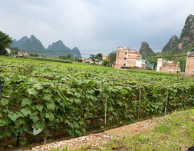 南方农村