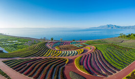抚仙湖北岸花海