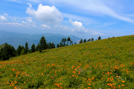 高山金莲花