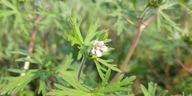 老鹳草花