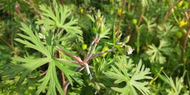 野外老鹳草