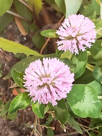 野生红色车轴草