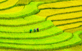 梯田 