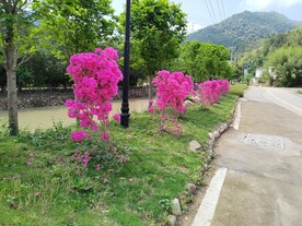 园林绿化花卉