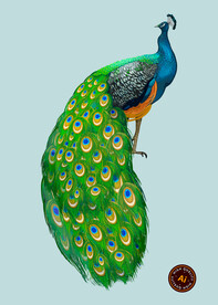 孔雀插画素材