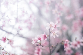粉红色花朵