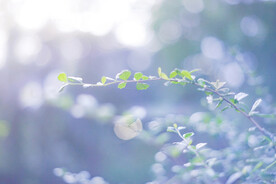  自然风景  