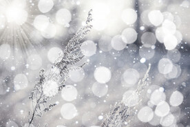 雪