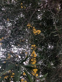 树上的小花