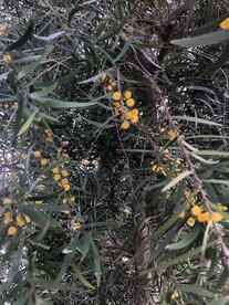 树上的小花球 黄色
