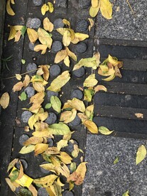 路上的落叶 黄色的叶子