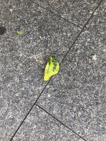 一片叶子