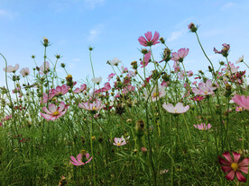 蓝天与花