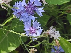 盛开的蓝色矢车菊