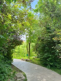 林荫小路弯道转角处