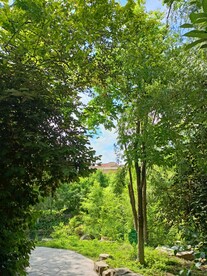 林荫小路弯道转角处