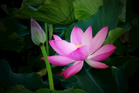 荷花