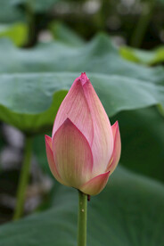荷花花苞花蕾