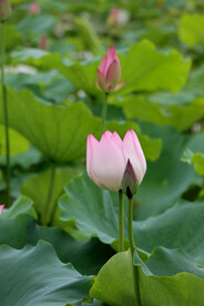 荷花花苞花蕾