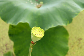 莲蓬 莲子 荷花 植物 莲花