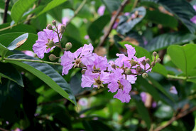 紫薇花