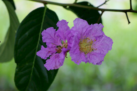 紫薇花