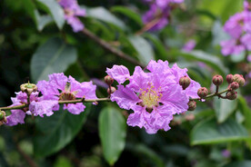 紫薇花