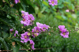 紫薇花