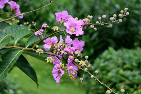 紫薇花