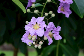 紫薇花