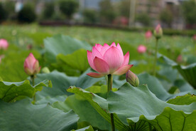 荷花
