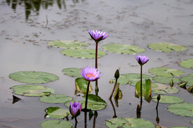 睡莲花
