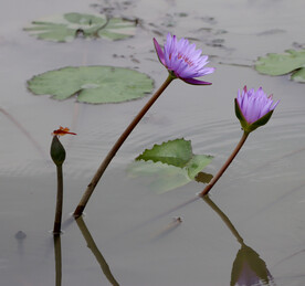 睡莲花