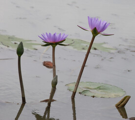 睡莲花