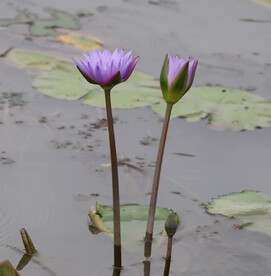 睡莲花