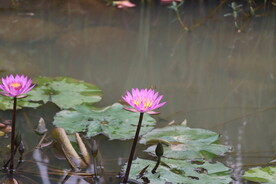 睡莲花