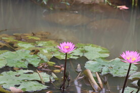 睡莲花