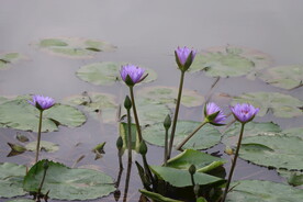 睡莲花