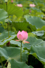 荷花花苞