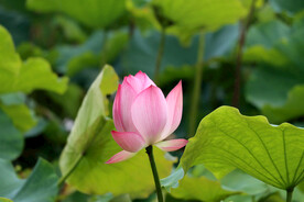 荷花花苞