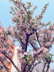 桃花 