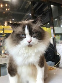 长毛猫