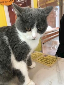 小猫咪
