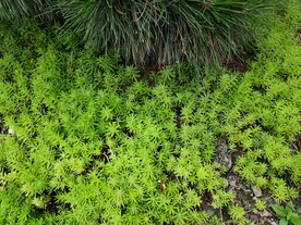 佛甲草