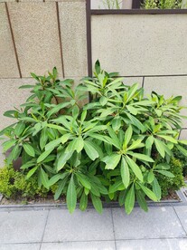 结香
