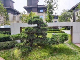 黑松