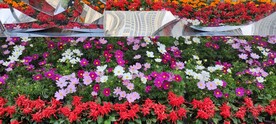 格桑花