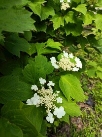 白色雪球欧洲琼花花序忍冬花坛