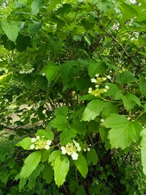 白色雪球欧洲琼花伞状花序忍冬科