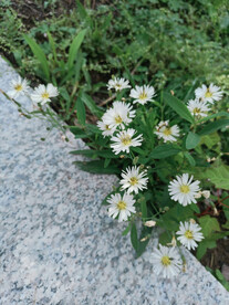 白色小野菊花野生野花野菜